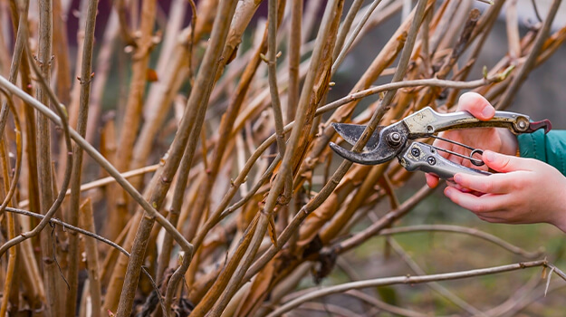 Woman performing rejuvenation pruning on a mature hydrangea in spring.