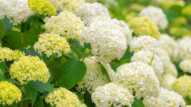 Beautiful white bloom of an Annabelle hydrangea.