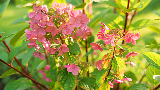 Flowers of a panicled hydrangea on a stem in autumn.