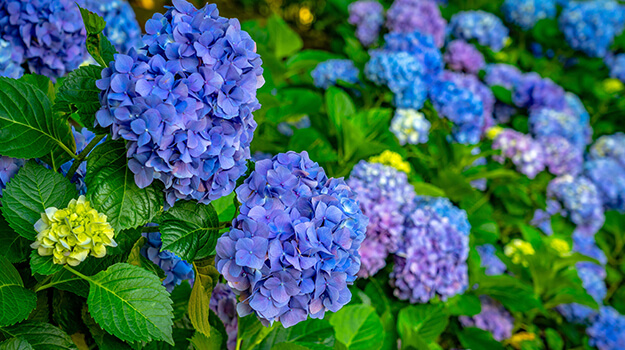 Beautiful blue bloom of a hydrangea macrophylla (or large-leaved hydrangea)