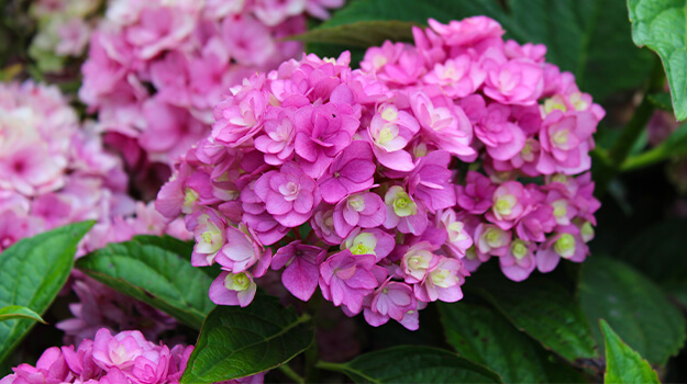 Beautiful double flowers of a hydrangea macrophylla.