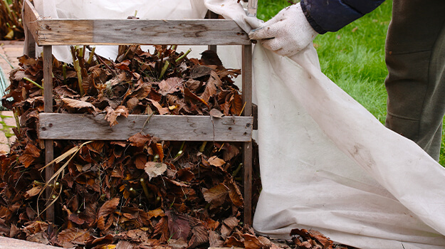 How to protect macrophylla hydrangeas from the cold during winter in northern climates.