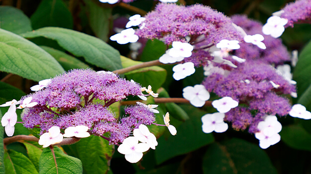 Purple blooms of the mountain hydrangea, Hydrangea serrata.