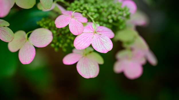 Pink blooms of the mountain hydrangea, Hydrangea serrata.