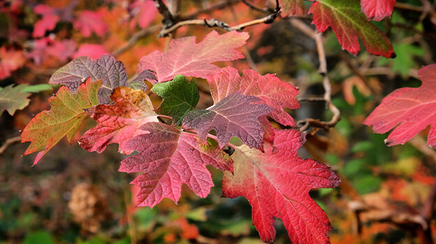 Fall color of the oakleaf-shaped leaves of Hydrangea quercifolia.