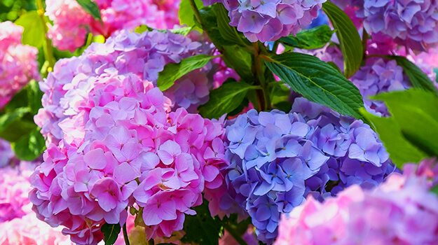 promix-boutures-hortensias-01