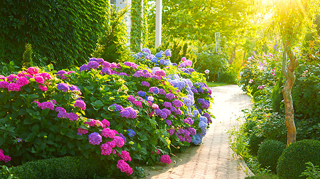 promix-boutures-hortensias-03