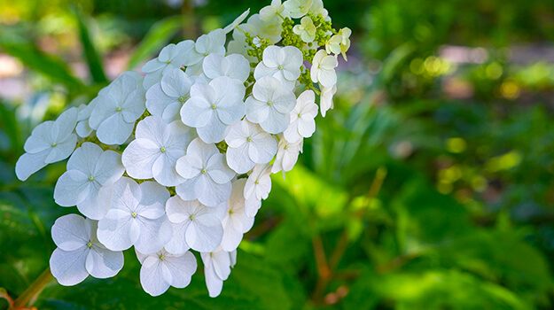 promix-boutures-hortensias-04