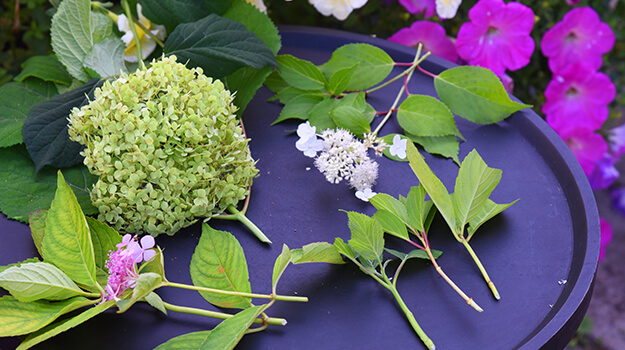 promix-boutures-hortensias-05