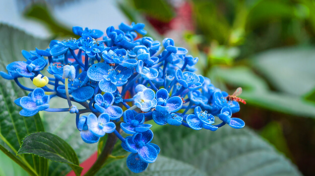 promix-boutures-hortensias-09