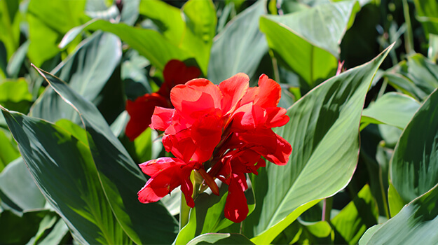 Planting canna lily flowers in a summer garden.