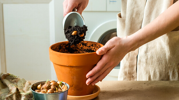 Jardinage d'intérieur, démarrer bulbes d'été à l'intérieur, faire pousser des fleurs en pot.