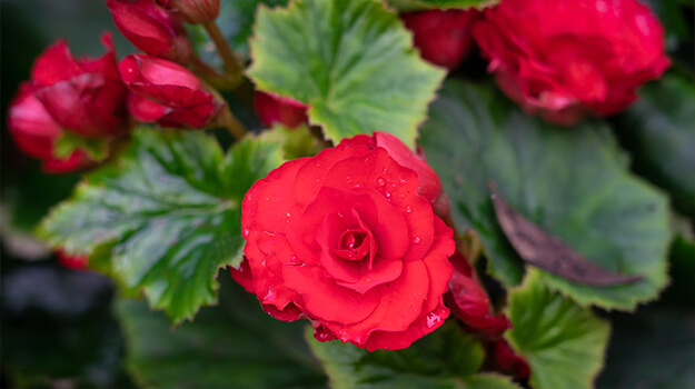 How to start bulb flowers inside, grow and care for tuberous begonia house plant.