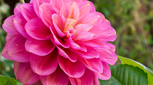 How to plant, grow and bloom dahlia flower bulbs.