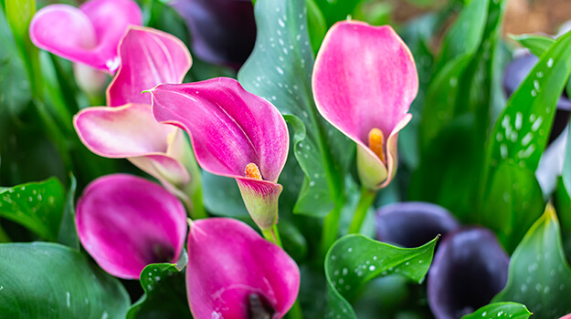 Comment entretenir lys calla plante d'intérieur et calla extérieur.