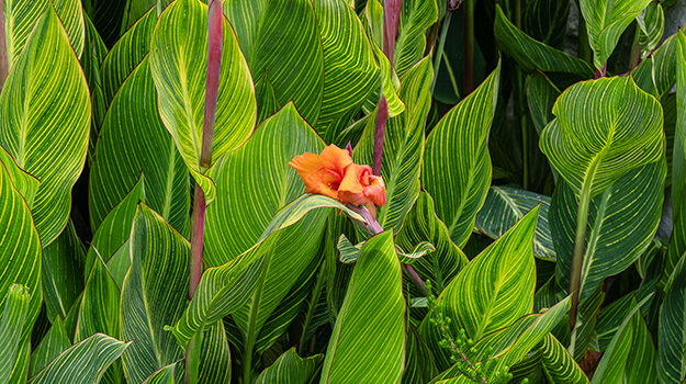 Comment faire fleurir les cannas. 