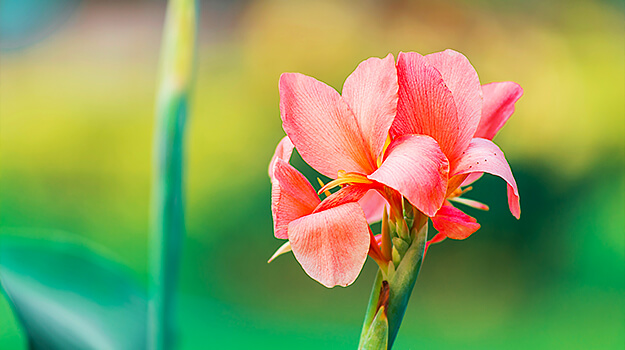 How to grow bulbs indoors, canna bulbs in pots.