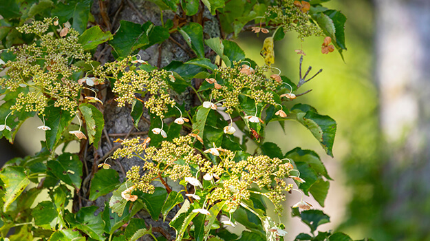 promix-care-climbing-hydrangea-04