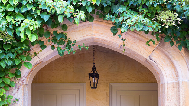 promix-care-climbing-hydrangea-05