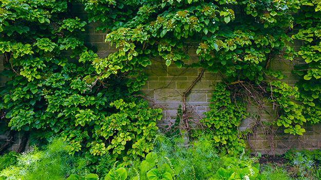 promix-care-climbing-hydrangea-06