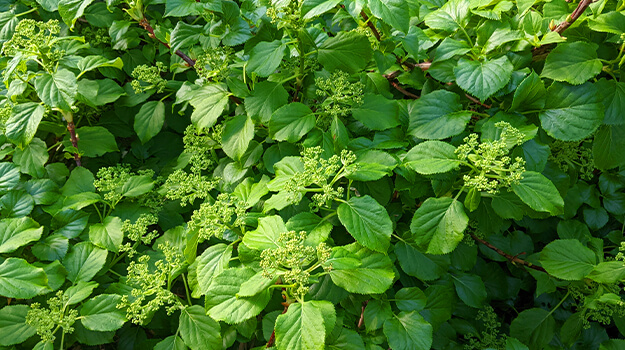 promix-care-climbing-hydrangea-07