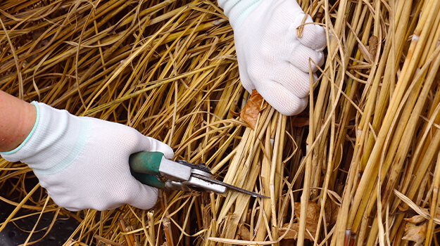 Tips for pruning large ornamental grasses in spring.
