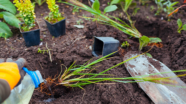 When to plant ornamental grasses in the garden.