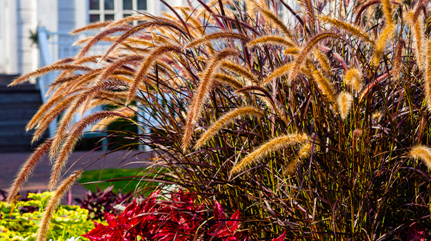 Beautiful purple annual ornamental grass in front of a country style house.