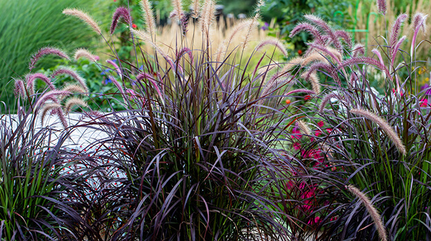 How to grow Pennisetum rubrum in the garden and which plants to combine it with.