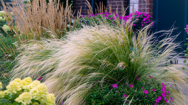 Grow stipa in a mixed bed with hydrangeas and perennial flowers.