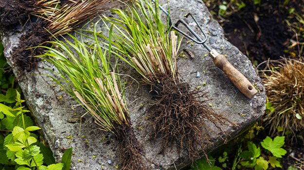 Divide ornamental grasses by digging up the root ball and cutting it into sections with a sharp spade or shovel.