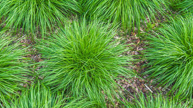Ornamental grass garden composed of sedges with mulch to protect the soil from the heat.