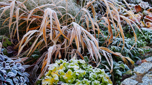 Grasses and frost: Ornamental grasses should not be cut in the fall since their foliage protects the roots from the cold.