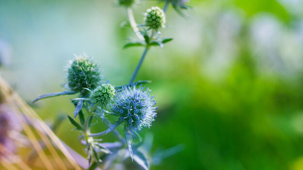 promix-climate-change-gardening-04