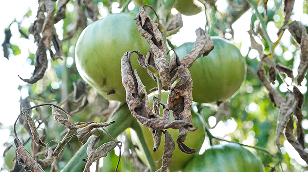 promix-comment-lutter-contre-la-fusariose-de-la-tomate-02
