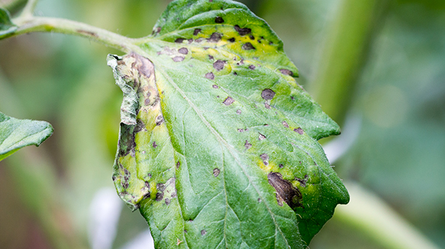 Tomato Plant Diseases