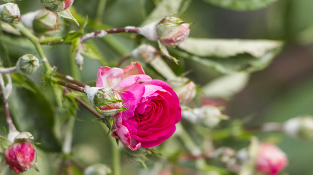 maladie rosiers mildiou maladie du blanc roses