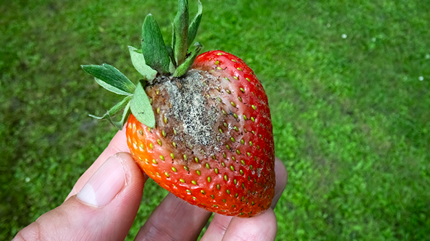 maladie fraises mildiou maladie du blanc