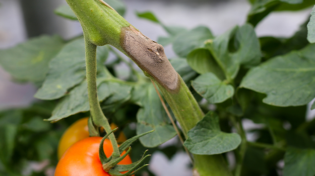 maladie sur plant de tomate