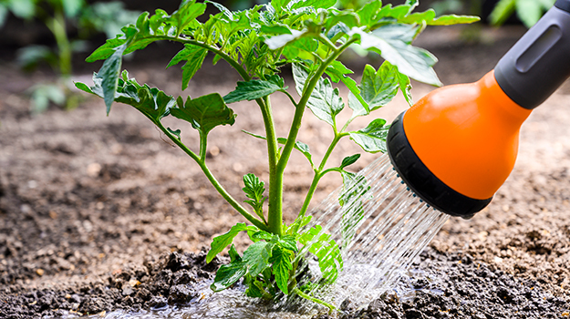PRO-MIX comment arroser les plants de tomates