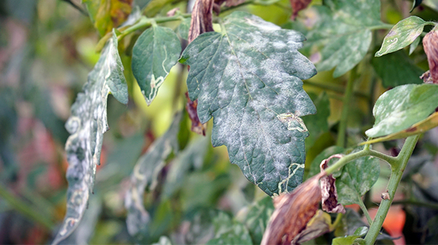 plant de tomates maladies mildiou