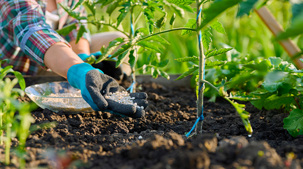 PRO-MIX femme qui fertilise le potager en ajoutant de l'engrais granulaire