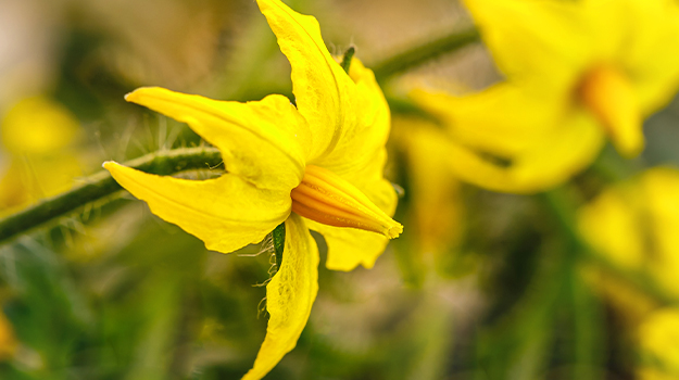 PRO-MIX fleurs de tomates visitées par les pollinisateurs