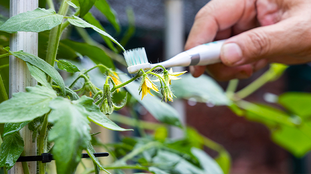 PRO-MIX comment polliniser manuellement les fleurs de tomates et autre légumes