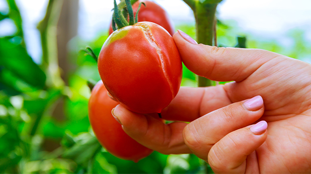 PRO-MIX fendillement des tomates photo