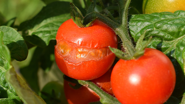 PRO-MIX Comment éviter que les tomates ne se fendent éclatent?