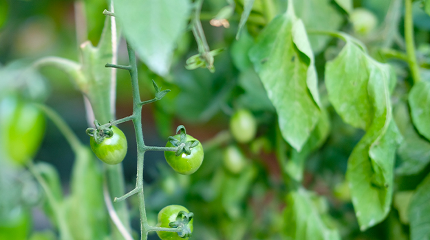 PRO-MIX Mes plants de tomates sont retombants et flétrissent