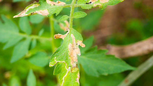 PRO-MIX Pourquoi les feuilles de mes tomates sont tachetées?