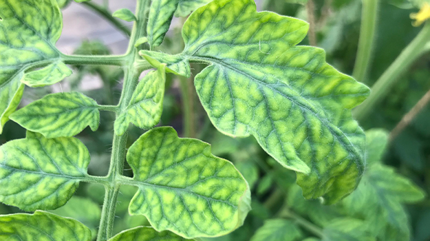 PRO-MIX maladie des tomates chlorose photos