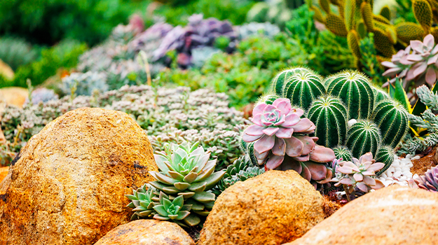 promix-drought-tolerant-garden-01